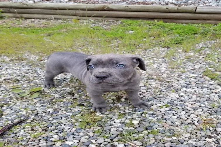 cane corso