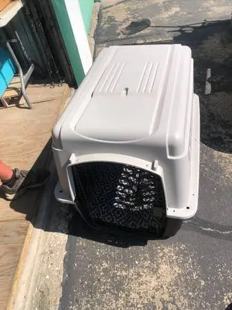 DOG  KENNEL