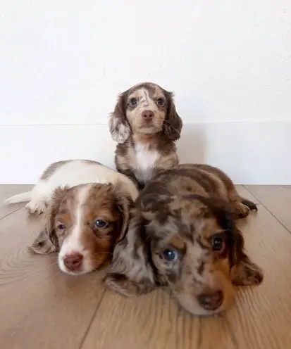 Pretty Dachshunds