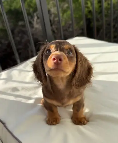 Adorable Dachshund puppy ready for adoption