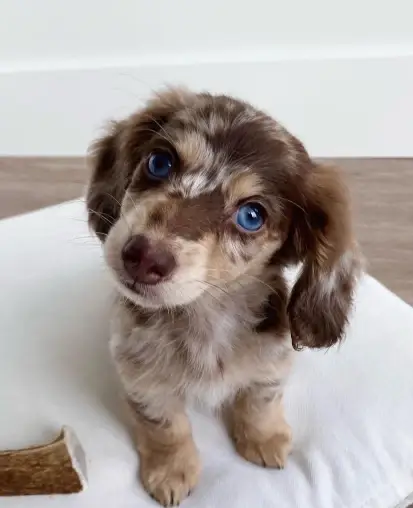 Rare Ocean eyes Dachshund puppy A true showstopper💙