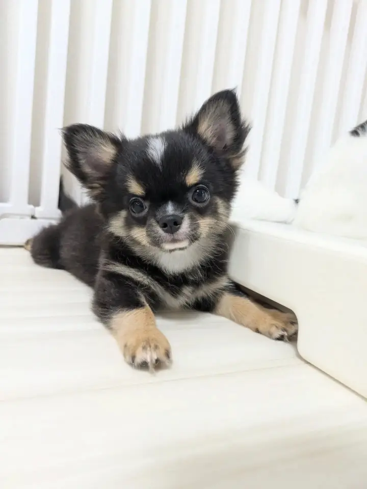 chihuahua puppy for adoption