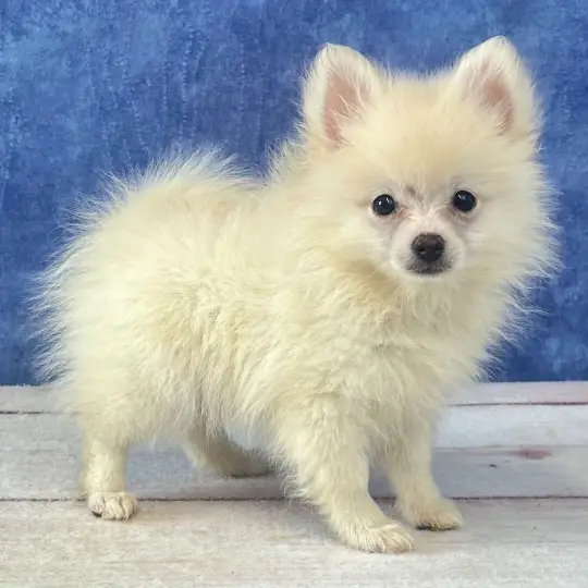 Pomeranian Puppy
