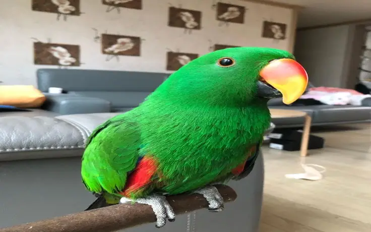 Male Eclectus Parrot