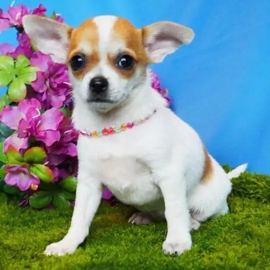 Chihuahua Puppy