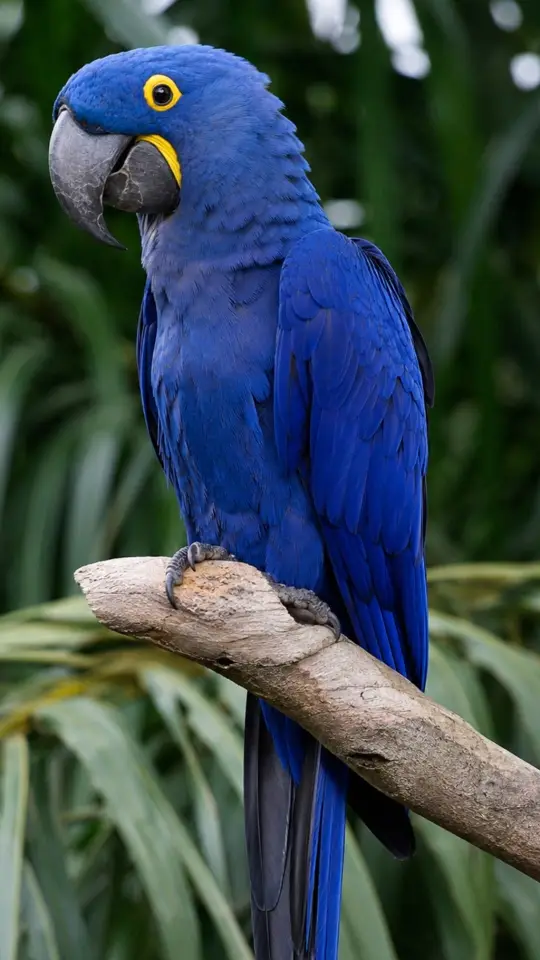 Hyacinth Macaw