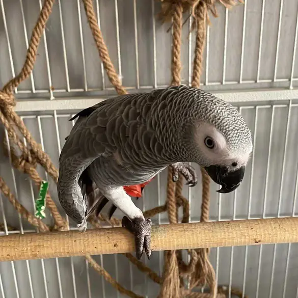 Bird's For adoption.