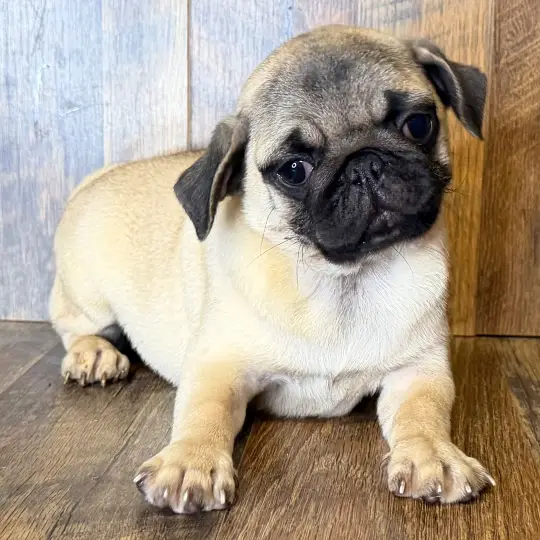 Pug Puppy