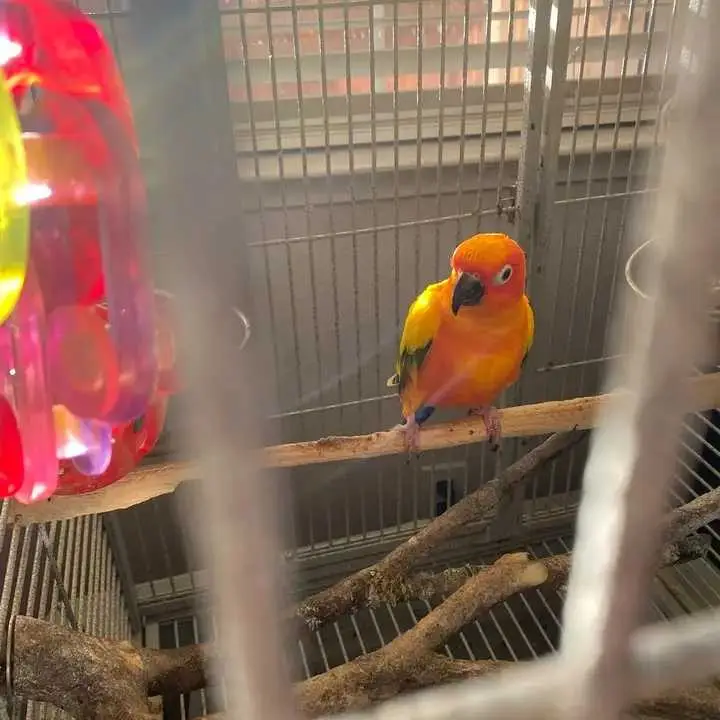 Bird's For Adoption