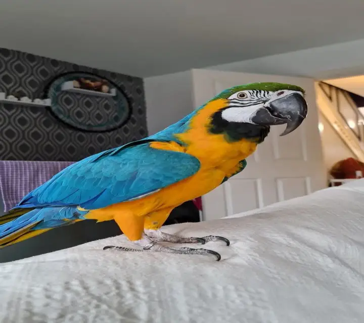 Blue-and-yellow Macaw (Ara ararauna)