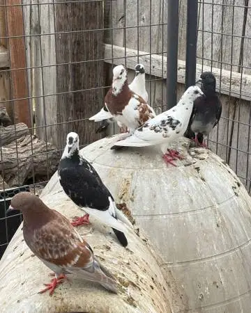 Pigeons