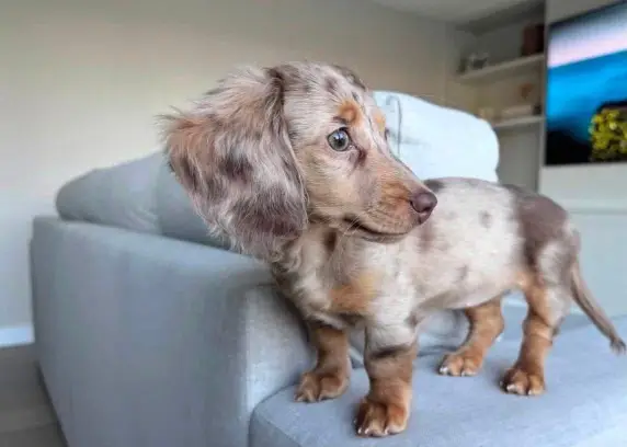 dachshunds puppy