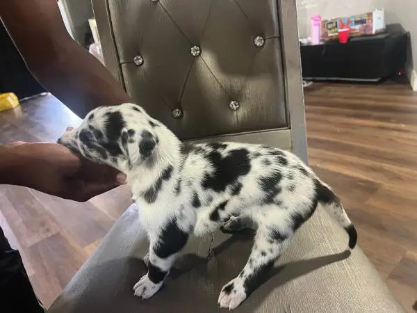 Great dane