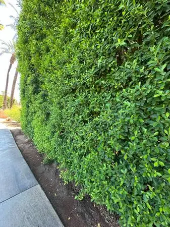Ficus trees on sale 5 gallon