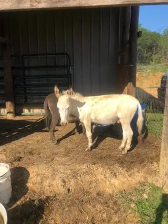 mini donkey