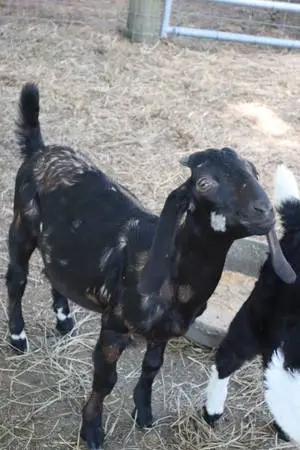 Nubian/Boer Bucklings