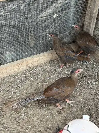 Silver pheasant chicks