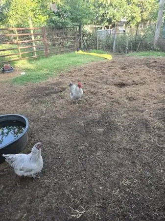 Lavender Orpingtons