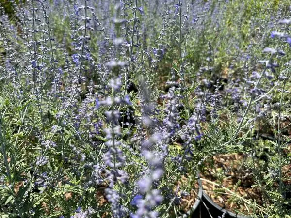 Sage plants for sale Russian Sage