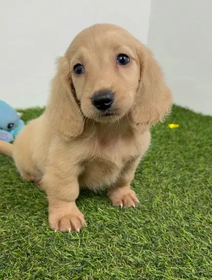 Miniature Cream and shaded cream Dachshunds