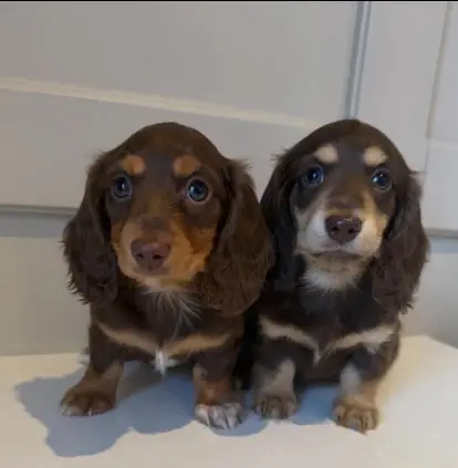 Rare Chocolate and Tan Dachshunds🤎