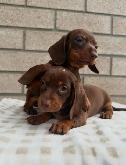 Sweetest Chocolate Dachshunds