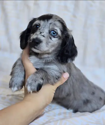 Very Rare Silver/black Dapple Dachshund