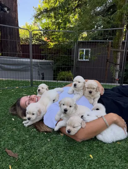Adorable Pups ready for adoption
