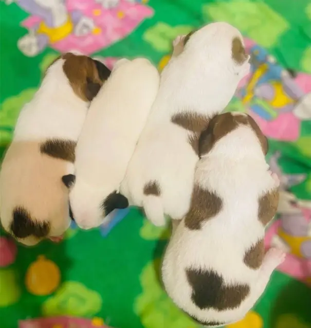 Jack Russell