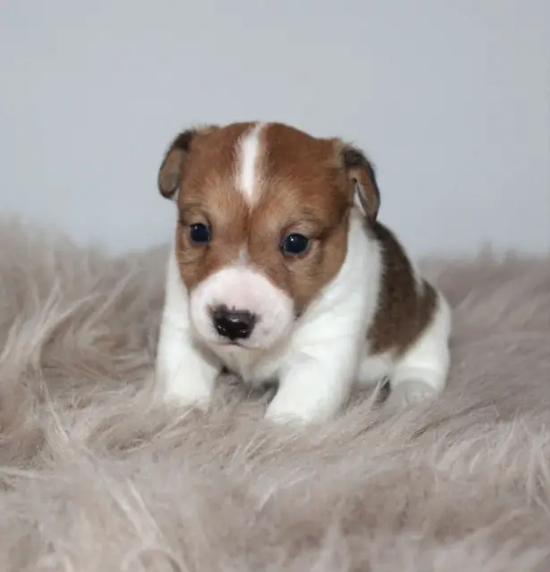 Jack Russell