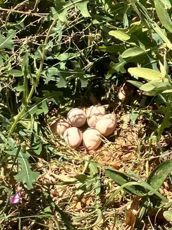 Guinea Eggs for Hatching