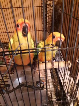SUN CONURES