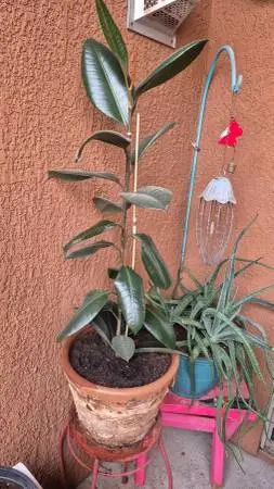 Adult Growing Rubber Tree Plant  From A Stub FCFS $40