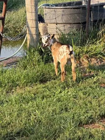 Goats