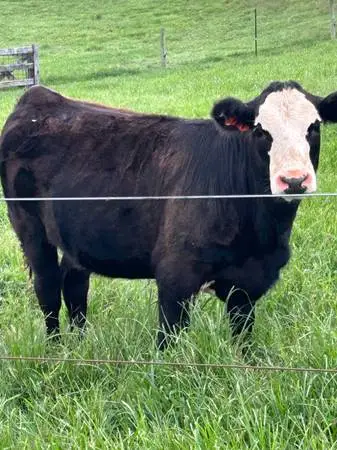 Farm heifers some weaned some i havent weaned yet