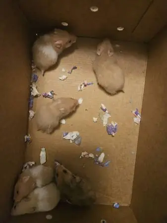 Hamsters