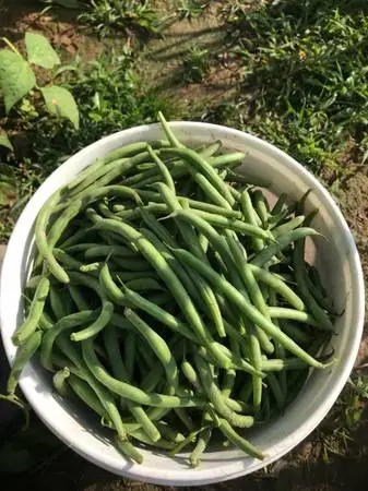 Organic Blue lake green beans