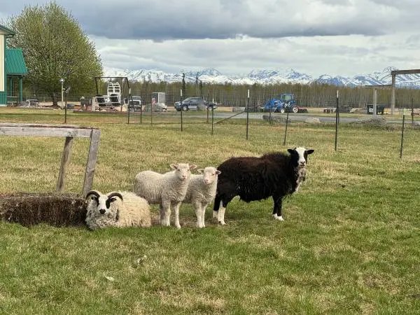 Sheep For Sale