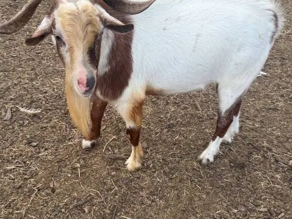 Billy goats