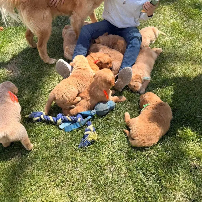 puppies