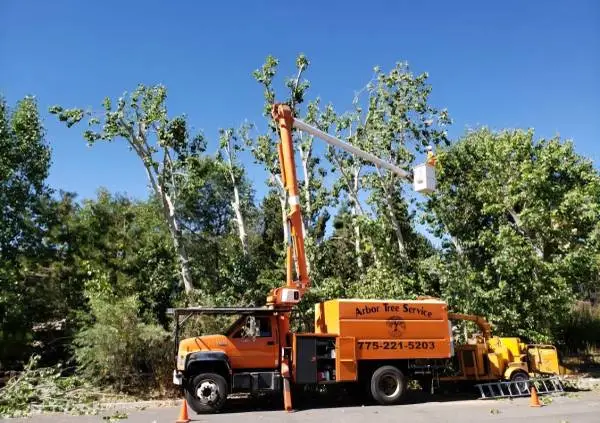 Tree removal & Trimming! Arbor Tree Service