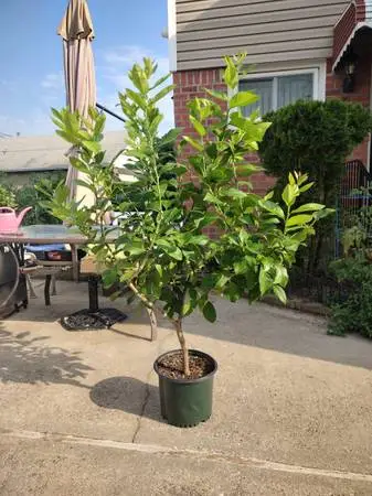 Lemon Tree - 5 Ft - produces lemons