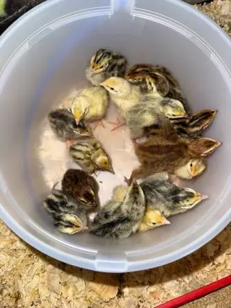 Quail chicks