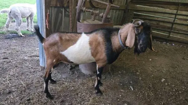 Nubian buck