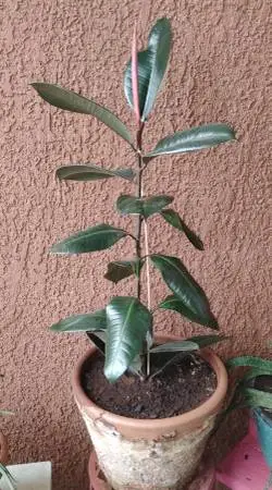 Rubber Tree Plant & Planter Only $45