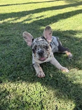 Frenchie puppies