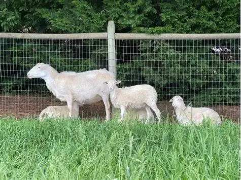 6 month old Ram St Croix Lamb, could be registered.