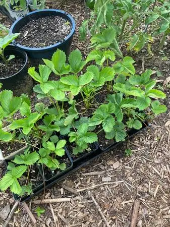 June-Bearing Strawberries