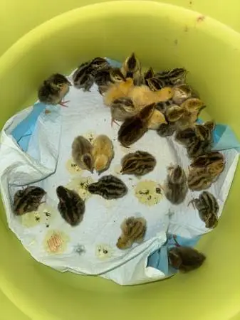 Quail chicks
