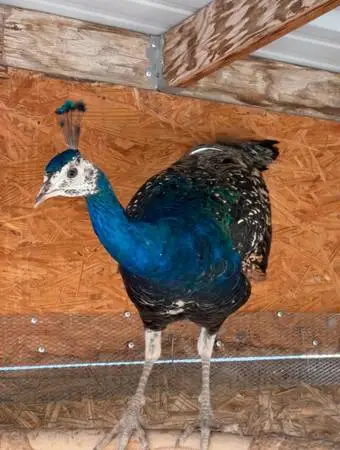 Pavo reales
